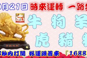 10月21日時來運轉一路發，牛狗羊虎豬猴，88秒內打開，好運跟著來『16888』