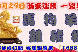 10月29日時來運轉一路發，馬狗羊雞豬猴，88秒內打開，好運跟著來『16888』