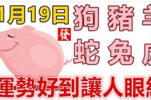 11月19日生肖運勢_狗、豬、羊大吉