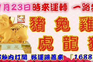 11月23日時來運轉一路發，豬兔雞虎龍狗，88秒內打開，好運跟著來『16888』