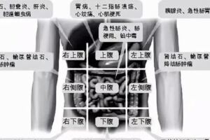 肚子疼，到底是哪裡出了問題？一張圖幫你初步判斷，右上腹：膽結石、膽囊炎、肝炎、肝癌、膽道蛔蟲病