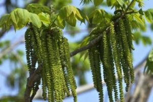 農村常見的樹，花朵比果實有價值，大家都叫它「長壽菜」