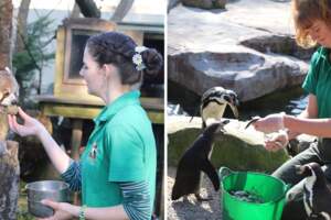 動物園閉園…飼育員乾脆「搬進去陪動物隔離」　互相陪伴3個月超溫馨♥