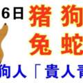 12月6日生肖運勢_豬、狗、羊大吉