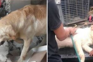 搜救犬在地震災區「竭盡全力搜救」，找到7位生還者後「卻嚥下最後一口氣」…