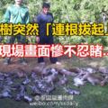 這棵大樹突然「連根拔起」倒塌，倒下之際竟傳出「淒厲的慘叫聲」？！現場畫面慘不忍睹......