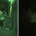日本「鬼屋迷宮」全面升級到可以嚇死人，全程至少要花1小時「最後那隻鬼還會追到出口」！