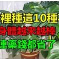 家裡養這10種花，身體越來越健康，連藥錢都省了！