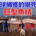 全球捕獲的嚇死人的巨型「魚精」