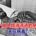 唯一被人類消滅過的病毒——天花病毒！密恐慎入…..