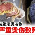 芙家麗城第四期疑現虐狗狂．潑熱水燙死幼犬