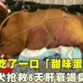 狗狗偷吃了一口「甜味蛋糕」愛犬搶救8天肝衰竭身亡