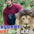 男子在自家後院養獅子繁殖，卻不幸被咬死