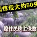 村民親眼目睹逾50頭野象出沒，嚇得爬到樹上躲藏4小時以保命！