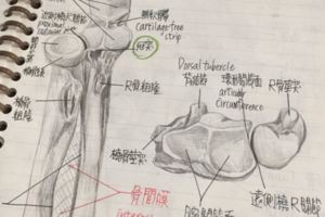 原來醫學系的筆記長這樣？比教科書還猛的「超狂解剖圖解」讓網友都被嚇到跪著看！