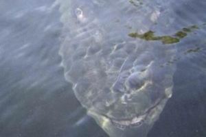 這男人釣魚時發現水底有一張詭異的「笑臉」慢慢靠近...悲劇就在瞬間發生！影片記錄下這一恐怖的瞬間！……