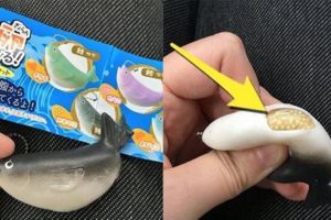 網友買了一個「療癒魚型玩具」一擠就會有魚卵，他用力一捏網笑噴：賭你不敢對女同事擠！