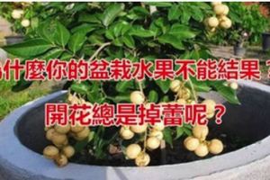 為什麼你的盆栽水果不能結果，開花總是掉蕾呢？原因很簡單.