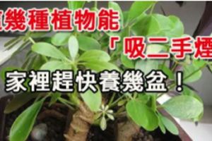 勸不了另一伴戒菸...就保護好自己！這幾種植物能「吸二手煙」，家裡趕快養幾盆！