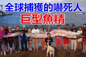 全球捕獲的嚇死人的巨型「魚精」