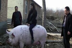 大如北極熊！豬肉價格飛漲 中國農家流行養巨豬