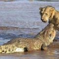 鱷魚大戰獅子，沒想到【它】被吃的隻剩骨架，下場慘不忍睹！