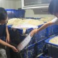 「漂白豆芽」流入台北地區12年，衛生局：不要崇尚「太好看」的蔬果