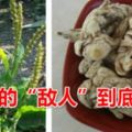 尿酸高的「敵人」到底是什麼？