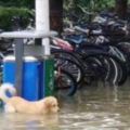 學校淹大水，同學奮力拯救流浪落水狗，救起後狗狗的反應亮了！