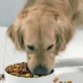 狗狗一天該吃多少頓，一天吃多少狗糧？