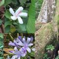 夏威夷旅遊---奇異的植物花卉