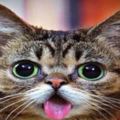 你覺得吐舌頭的小貓咪萌麼？其實它有先天性遺傳缺陷，嘴巴合不攏&13歲貓咪無人領養，只要有人路過立馬站起來賣萌