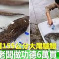 有靈性！廚師捕獲155公分大尾鱸鰻老闆做功德6萬買下放生