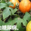 」野瓜「全身是寶根果均可入藥！瓜蔞根降血脂、防動脈硬化、促進細胞生長、防治貧血、抗輻射，常食可提高人體免疫力