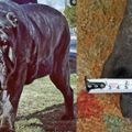 世界上最大的狗狗，復刻滅絕犬種，9個月站起來比人還高，152斤