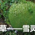 野草——雪靈芝。「人間仙草」，十年才能採摘，價格昂貴能醫治流感，肺炎，黃疸，筋骨痛苦哀痛，降血壓