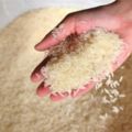 放在廚房的米容易生蟲子？教你這三招，可以有效的預防米麵生蟲哦！！