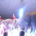馬戲團大象表演「失足」高處摔落　同伴立刻前去關心...看哭網友：抵制馬戲團！