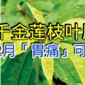 羅法正中醫師：「千金蓮」解毒靈、治百病！療效：消炎排毒、止痛、止癢！