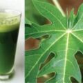 保肝~木瓜葉汁具有非常強大的清潔作用，適用於改善許多慢性疾病