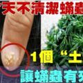 床單7天不清潔蟎蟲紮堆，教你1個土法子，讓蟎蟲再也不敢來