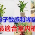 對肺部超好，這「9種室內植物」讓你鼻子過敏和哮喘不易復發，還能一覺到天亮！