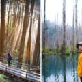 全台最美山道！　阿裡山隱藏版「8大景點」　逛秘境鐵道、仙境森林