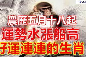 農歷五月十八起，運勢水漲船高，好運連連的生肖！