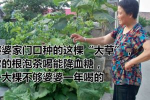 婆婆家門口種的這棵「大草」，它的根泡茶喝能降血糖，一大棵不夠婆婆一年喝的