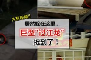 BatuPahat巨型過江龍終於被捉到了!躲了3天2夜,竟然藏在家裡的「這個地方」…太恐怖啦!