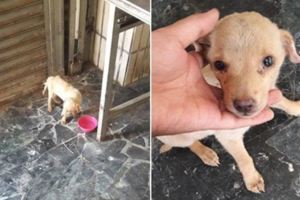 她因為愛犬過世而難過地哭了一整夜，沒想到隔天打開家門卻看到了「絕對不可能的景象」…