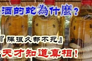 泡酒的蛇為什麼『隔很久都不死』今天才知道真相！