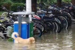 學校淹大水，同學奮力拯救流浪落水狗，救起後狗狗的反應亮了！