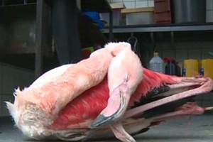 屁孩在動物園「踢死火烈鳥」還死不認錯，園方怒告後「天價賠償金」讓屁孩爸媽屁滾尿流！